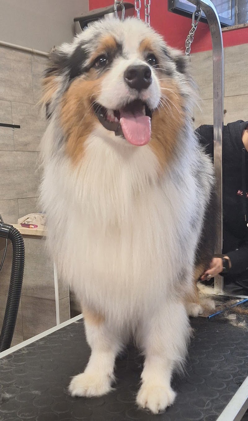 Rock 'N' Pets Di Liberio Mariangela - Foto 1