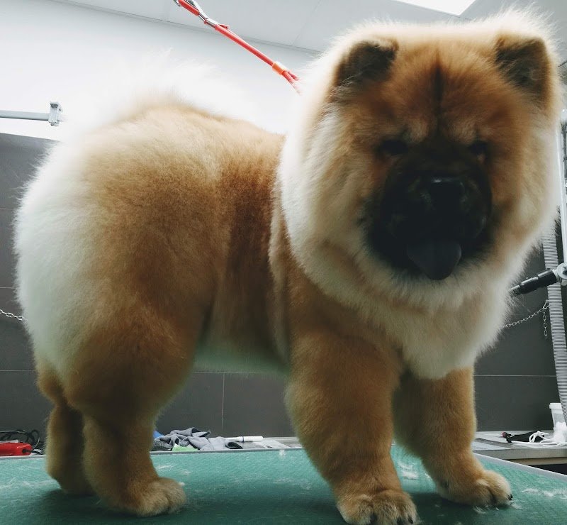 Rolling Dogs Lavaggio Self-Service e Toelettatura Padova - Foto 2