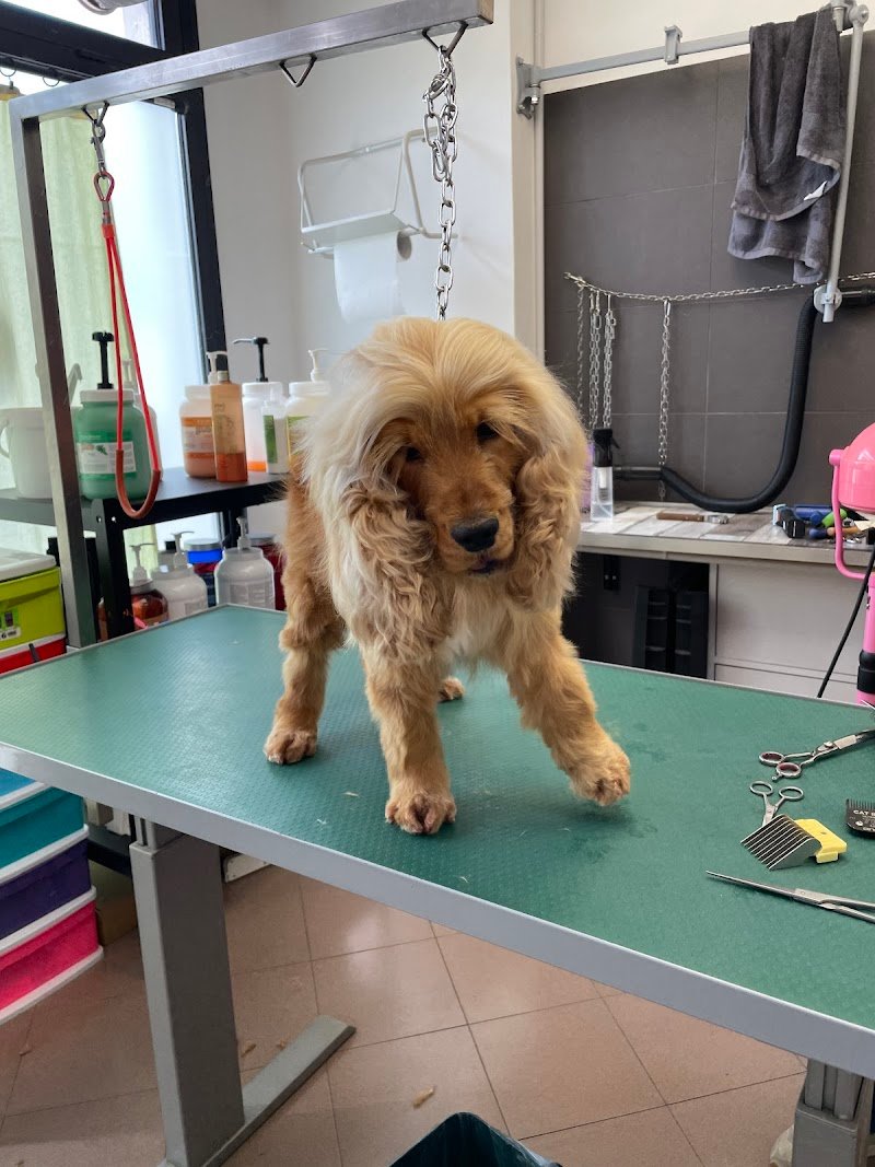 Rolling Dogs Lavaggio Self-Service e Toelettatura Padova - Foto 3