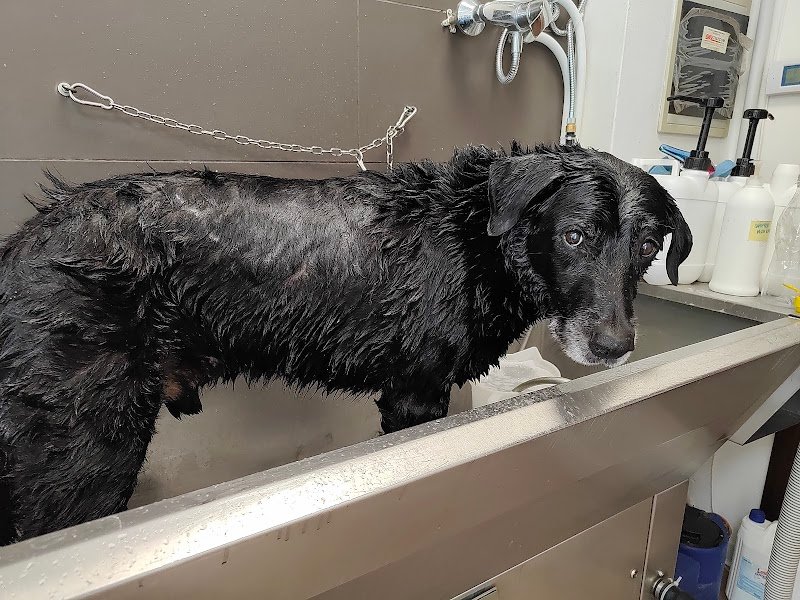 Rolling Dogs Lavaggio Self-Service e Toelettatura Padova - Foto 5