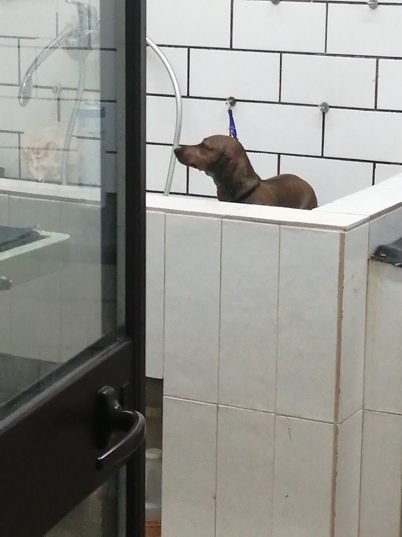 Royal Pet Toelettatura - Articoli per Animali - Foto 6