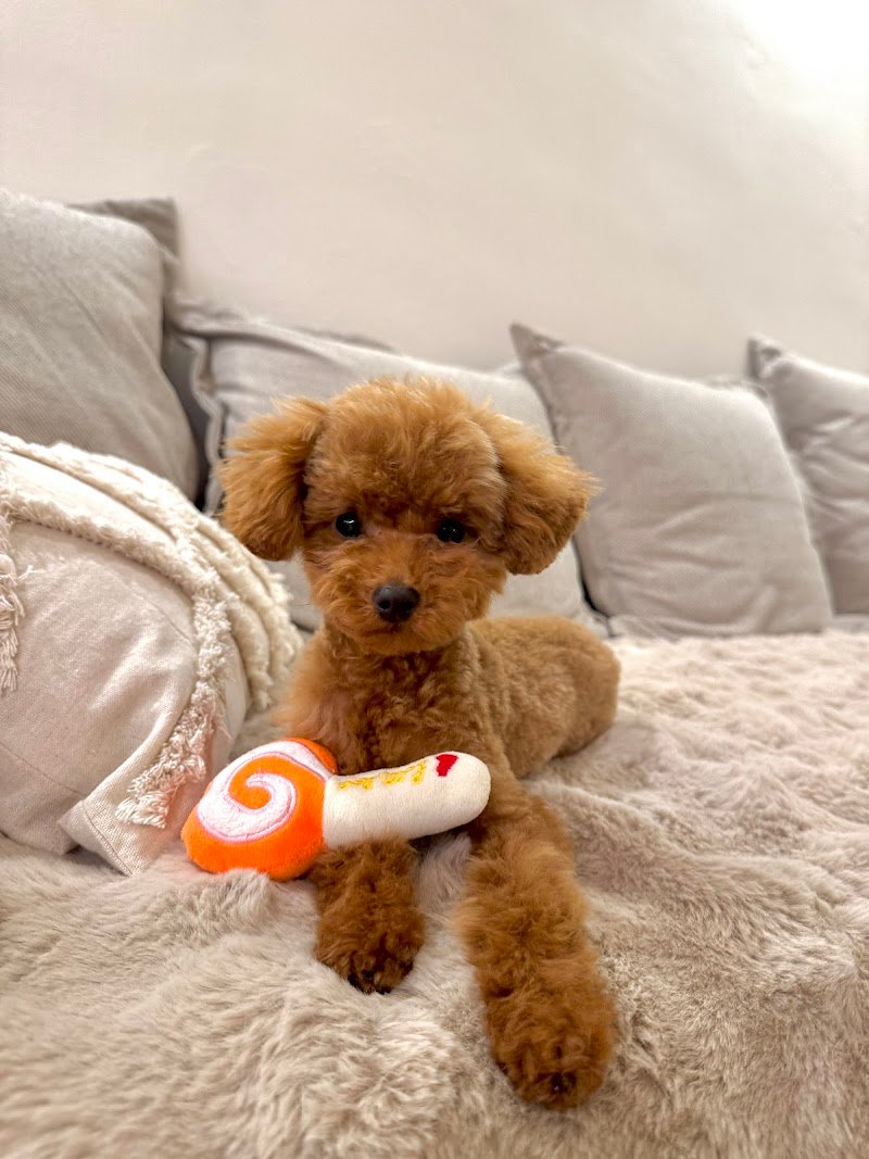 Royal Pets Toeletta Professionale - Foto 3