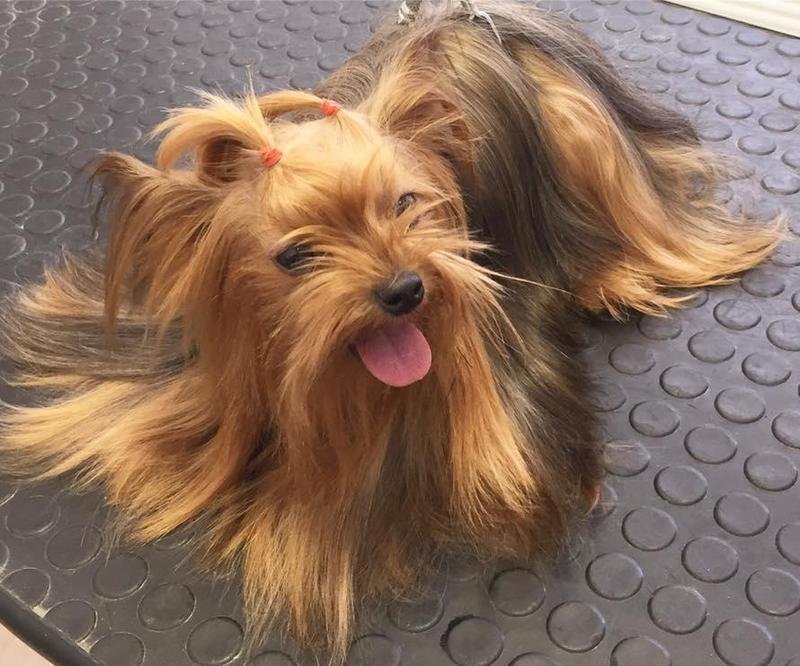 Royal Pets Toeletta Professionale - Foto 5