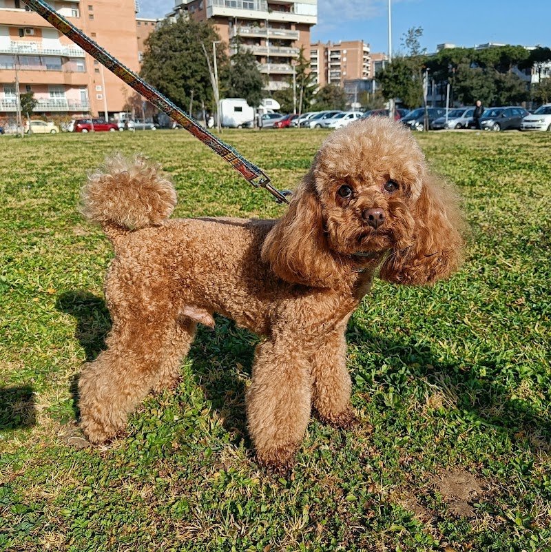 Royal Pets Toeletta Professionale - Foto 4