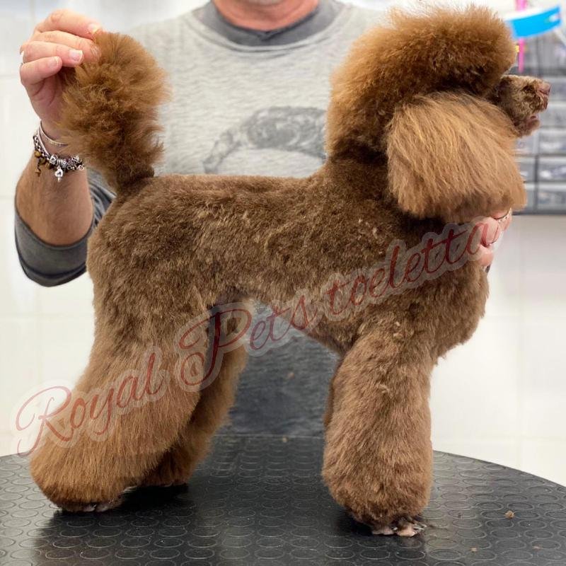 Royal Pets Toeletta Professionale - Foto 6