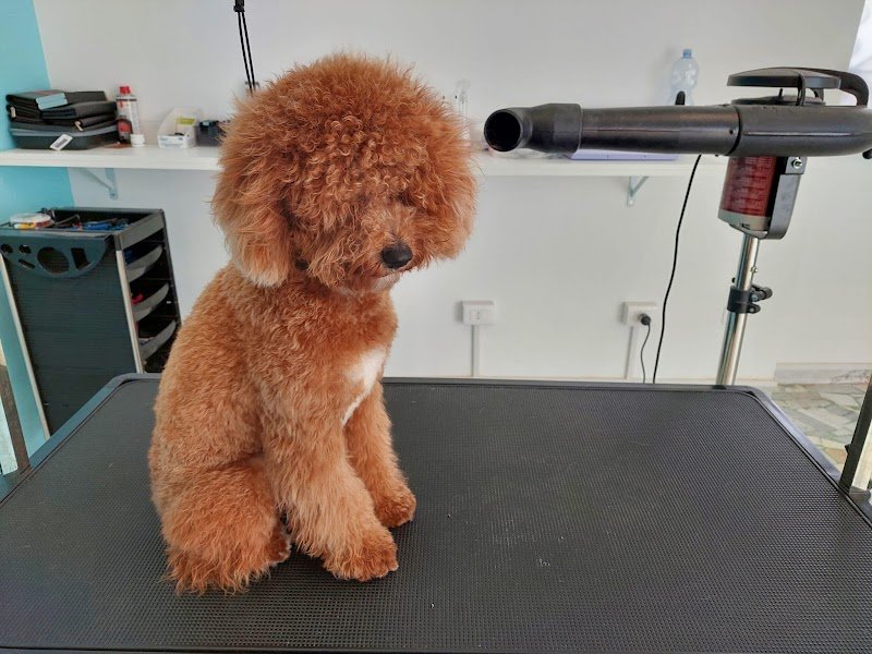 Ryry il treno della felicità - Foto 3