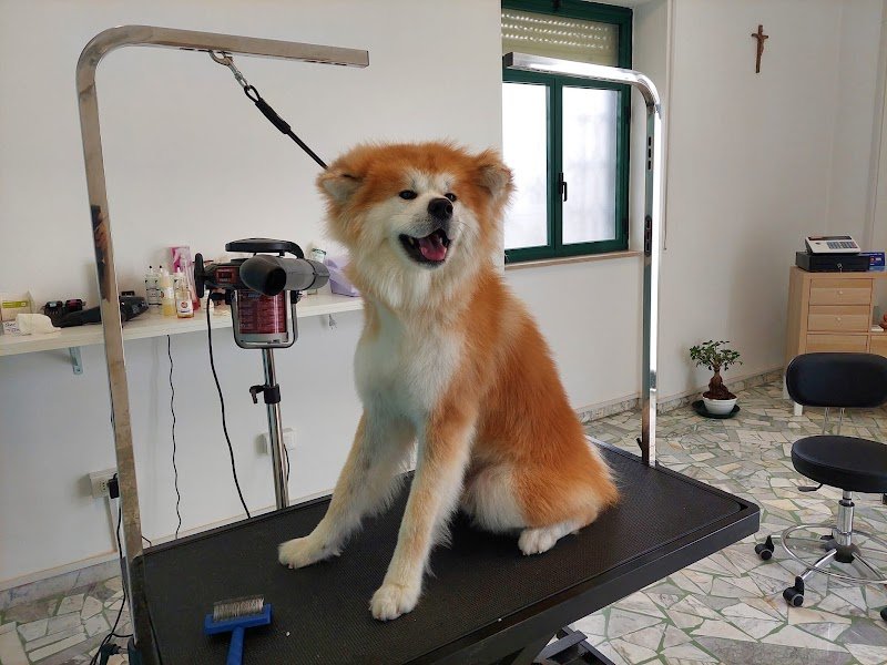 Ryry il treno della felicità - Foto 6