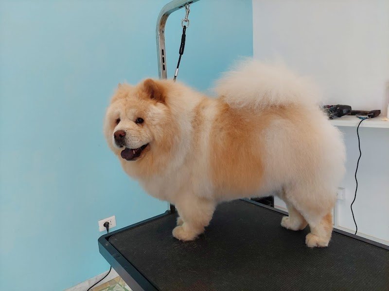 Ryry il treno della felicità - Foto 6