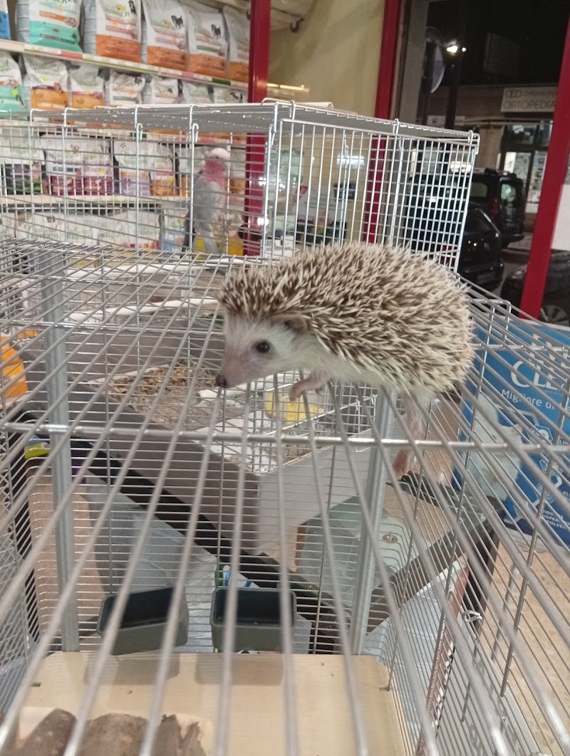 Safari Pescara - Foto 1