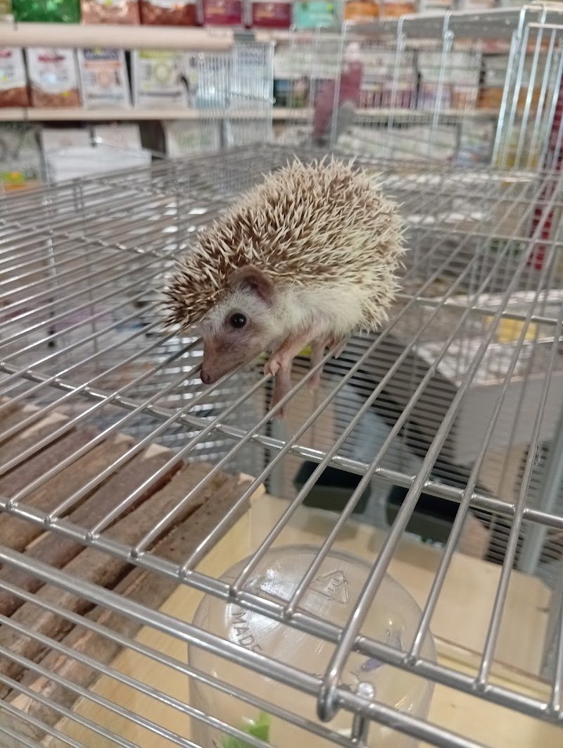 Safari Pescara - Foto 2