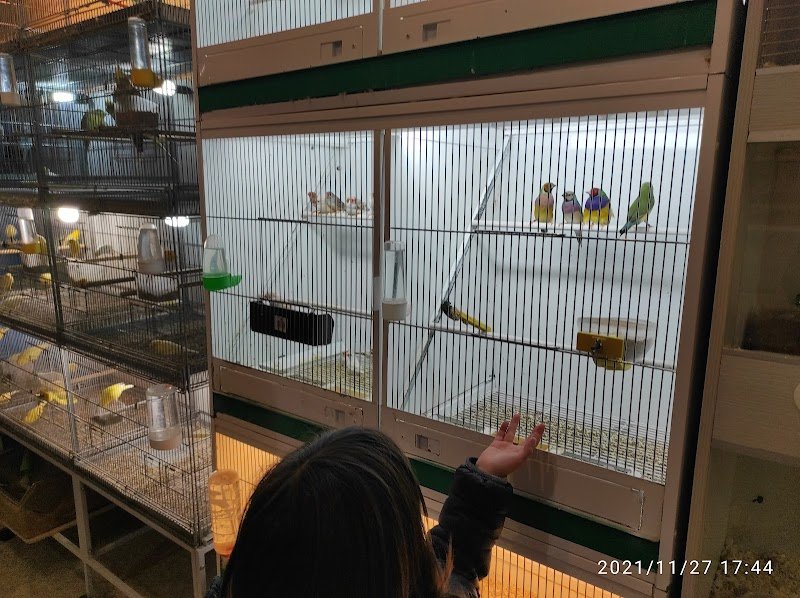 Safari Pescara - Foto 3