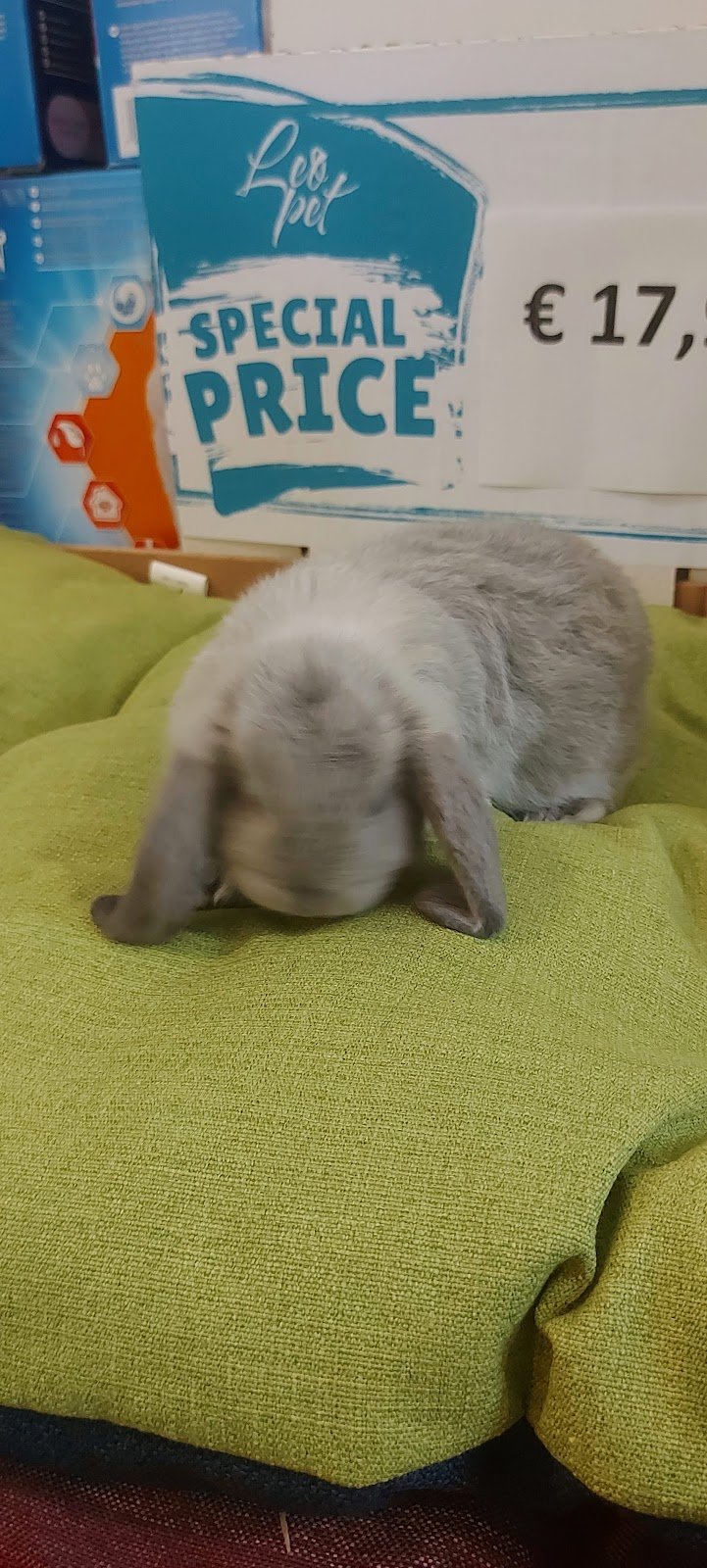 Safari Pescara - Foto 4