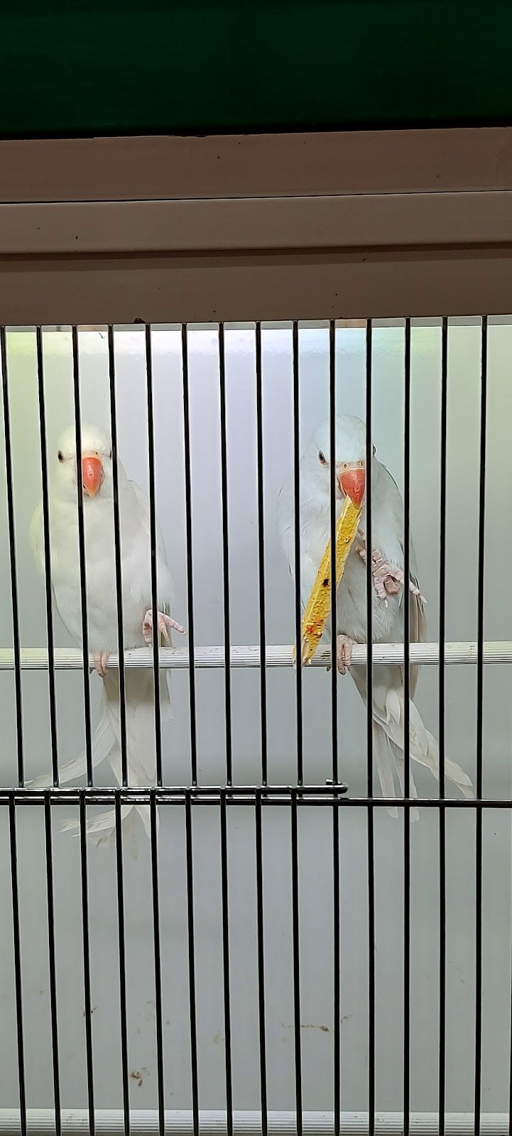 Safari Pescara - Foto 5