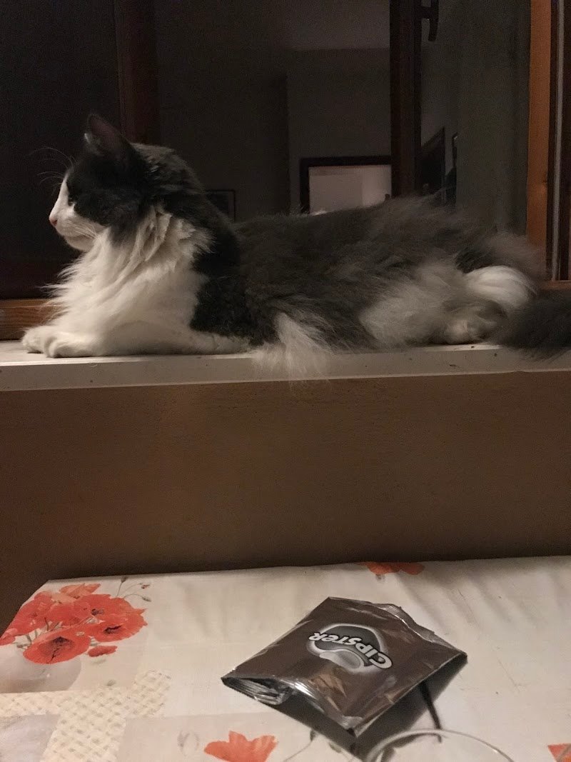 Sala Toelettatura Cristina Di Boni Cristina - Foto 1