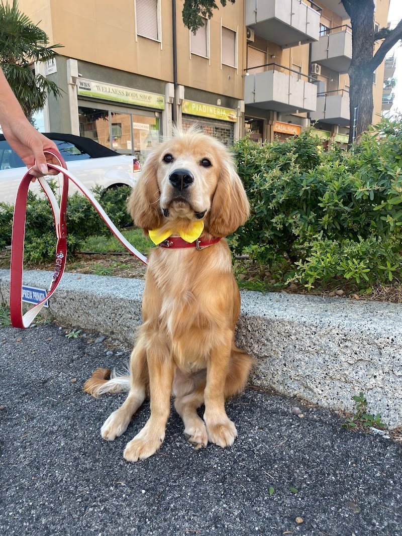 Sala Toelettatura Cristina Di Boni Cristina - Foto 3