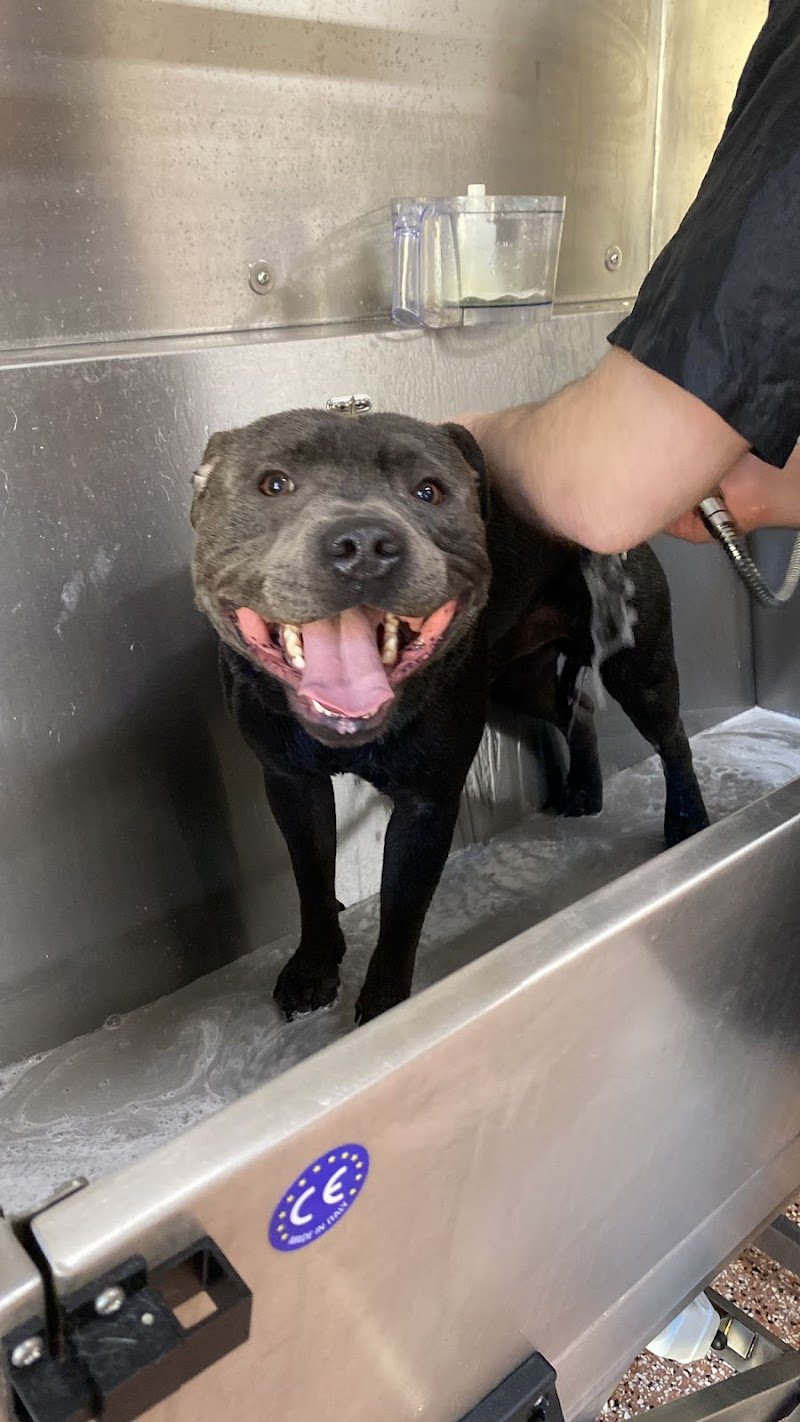 Salon de Toilettage - Foto 3