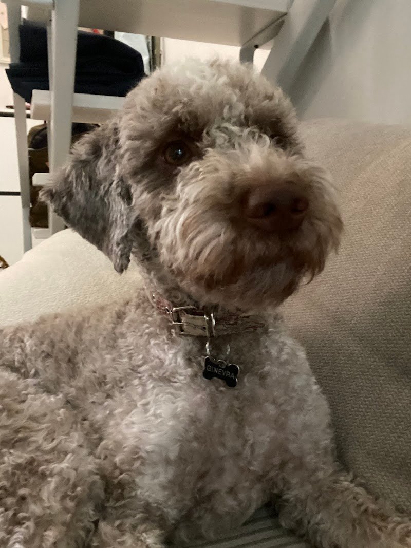 Salon de Toilettage - Foto 4