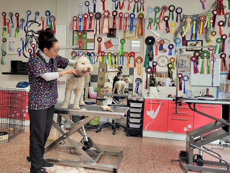 Salon de Toilettage - Foto 5