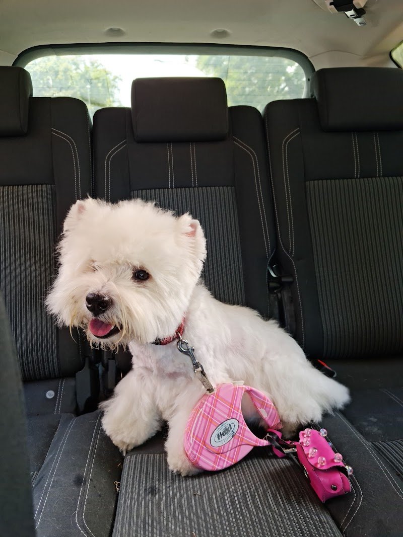 Salon de Toilettage - Foto 6