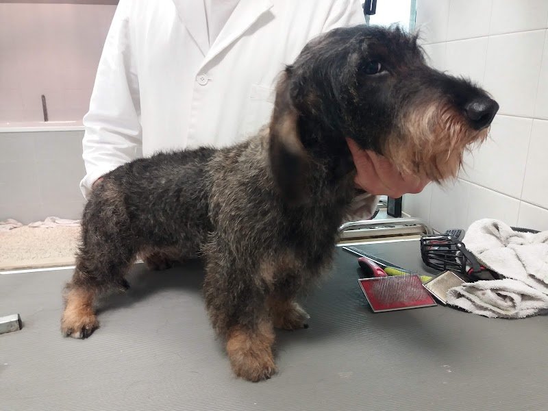 Salone Del Cane - Foto 6