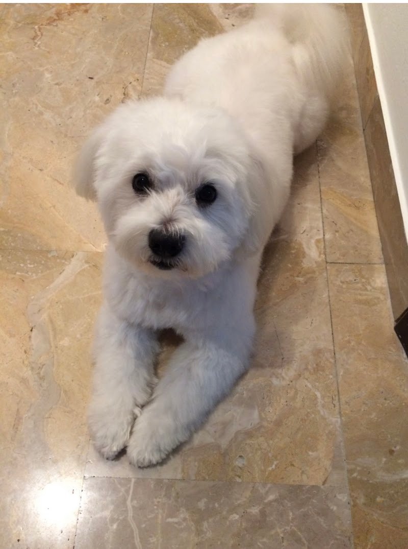 Salone delle Coccole - Foto 1