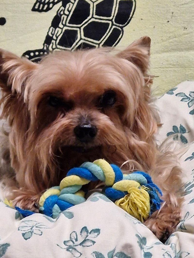 Salone delle Coccole - Foto 2