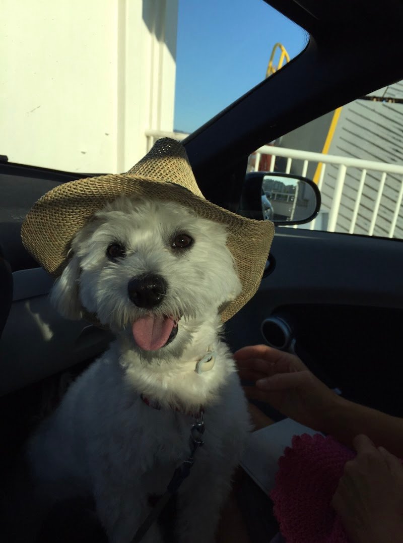 Salone delle Coccole - Foto 4