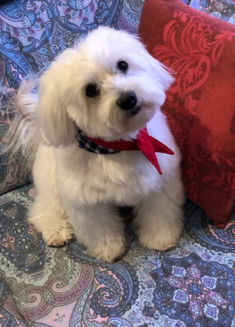 Salone delle Coccole - Foto 6