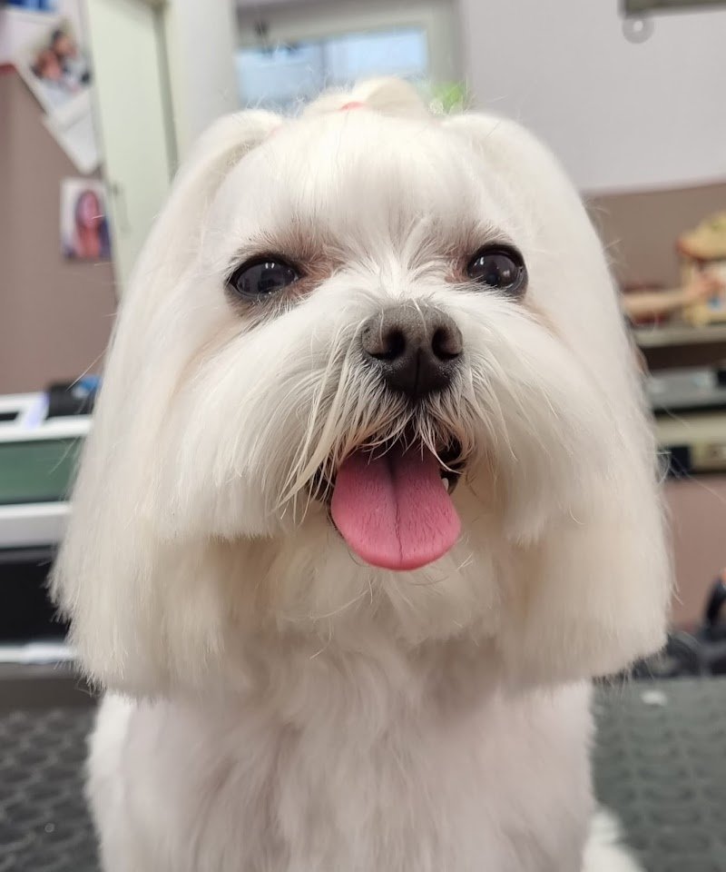 Salone Fido Toeletta & SPA - Foto 3