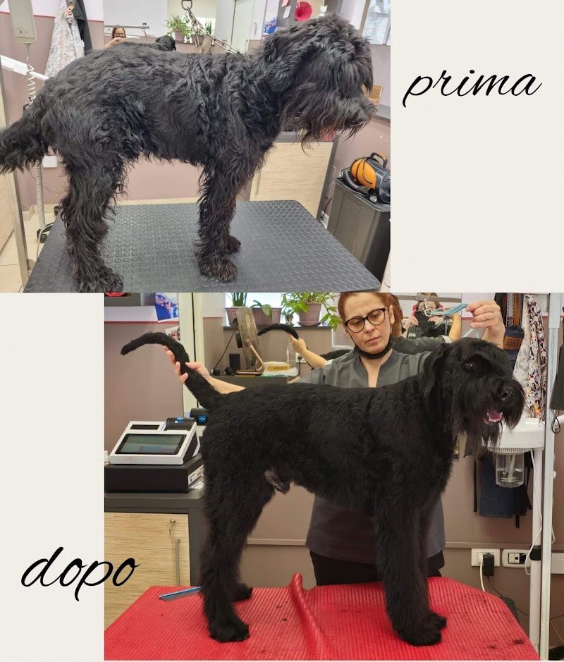 Salone Fido Toeletta & SPA - Foto 4