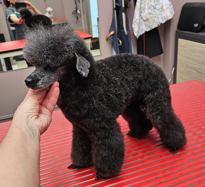 Salone Fido Toeletta & SPA - Foto 5