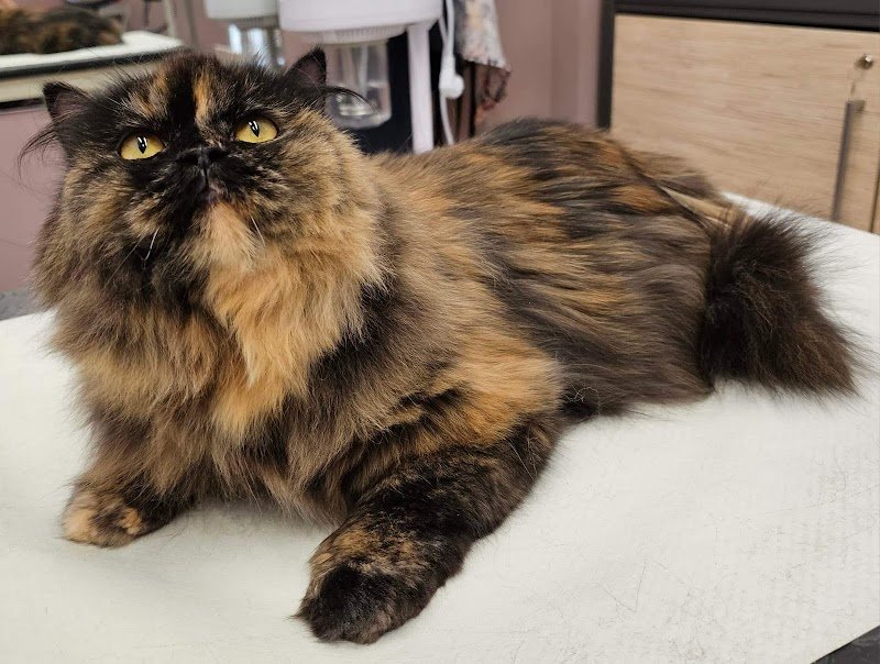 Salone Fido Toeletta & SPA - Foto 6