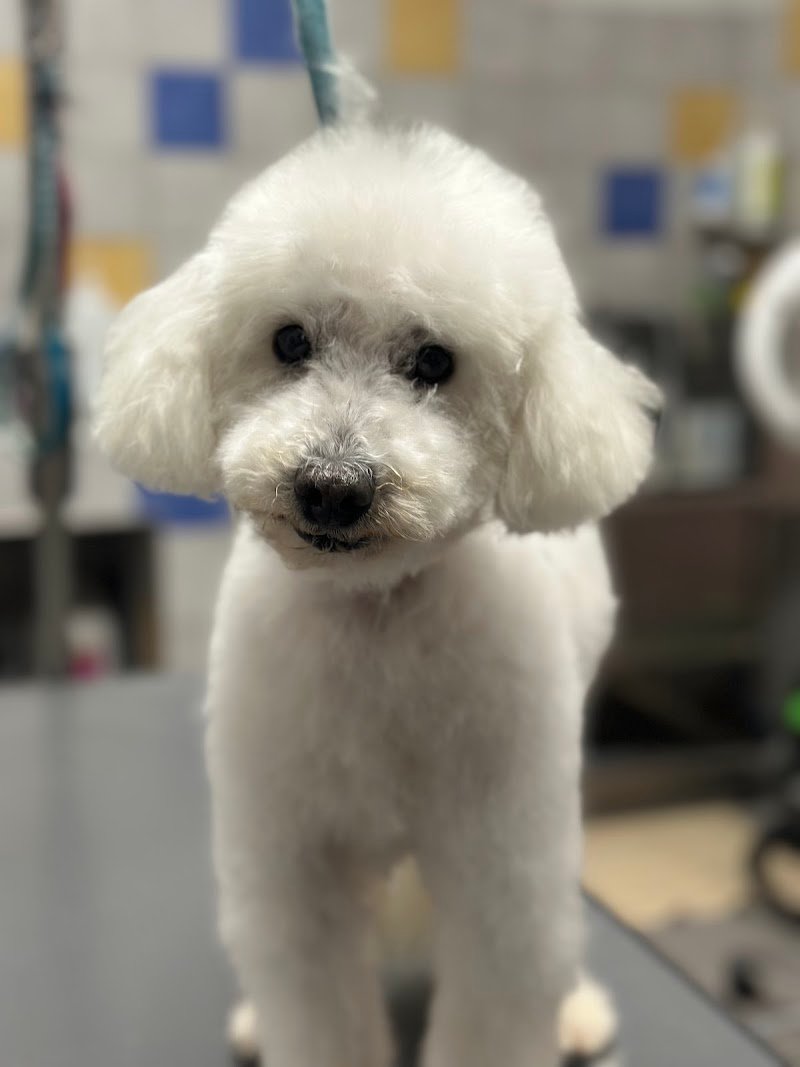 Salone per Cani Argo di Sandra Turkovic - Foto 3