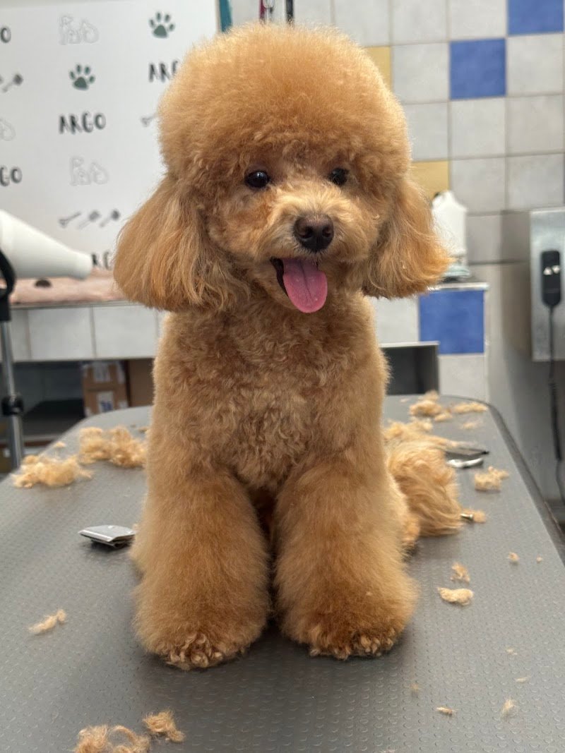 Salone per Cani Argo di Sandra Turkovic - Foto 4