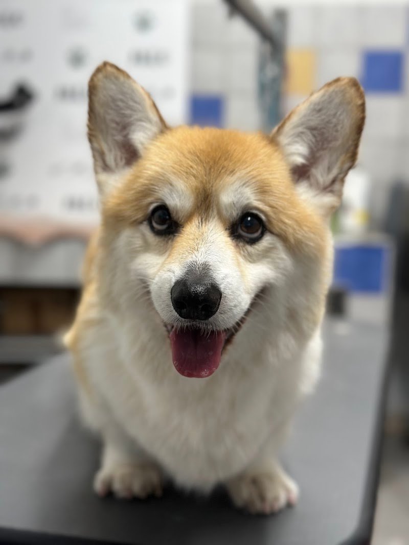 Salone per Cani Argo di Sandra Turkovic - Foto 5