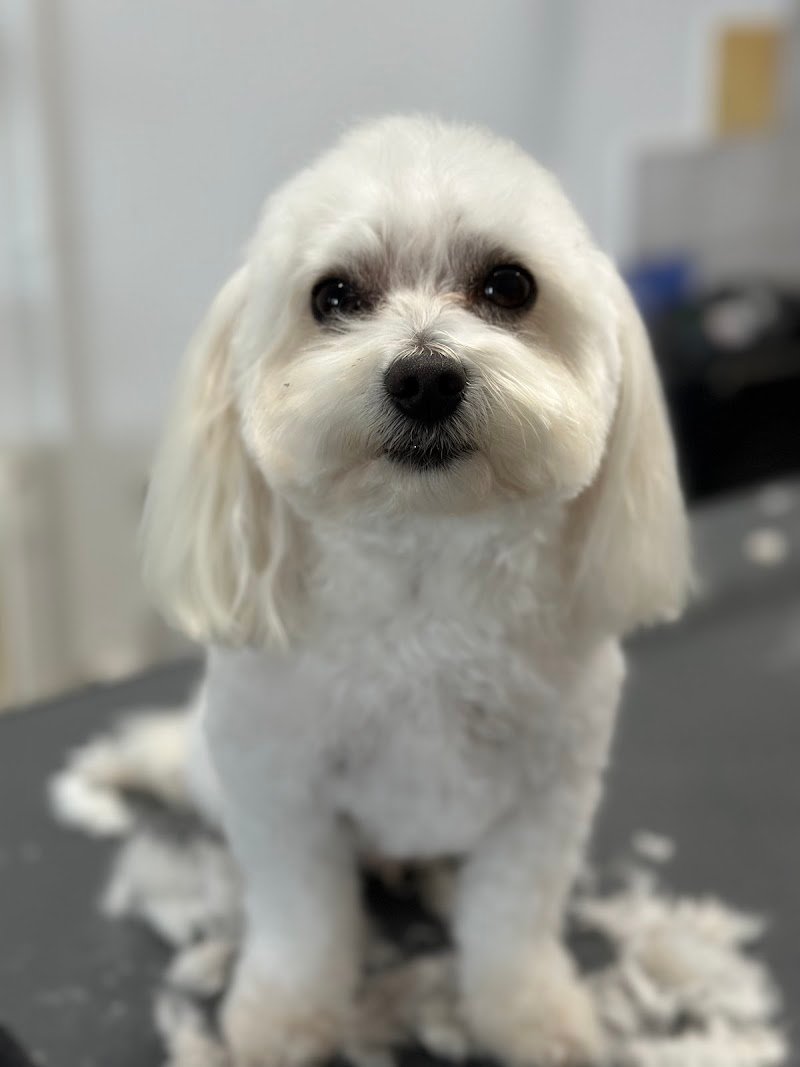 Salone per Cani Argo di Sandra Turkovic - Foto 6