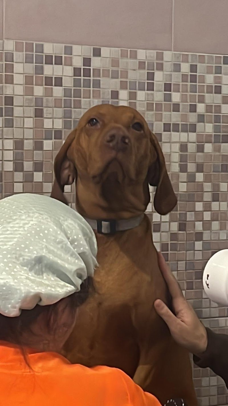 Salta In Vasca - Foto 1