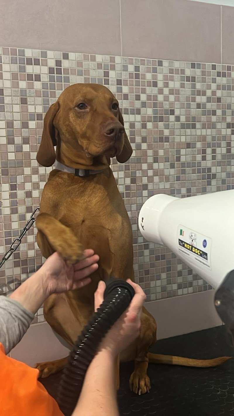 Salta In Vasca - Foto 2