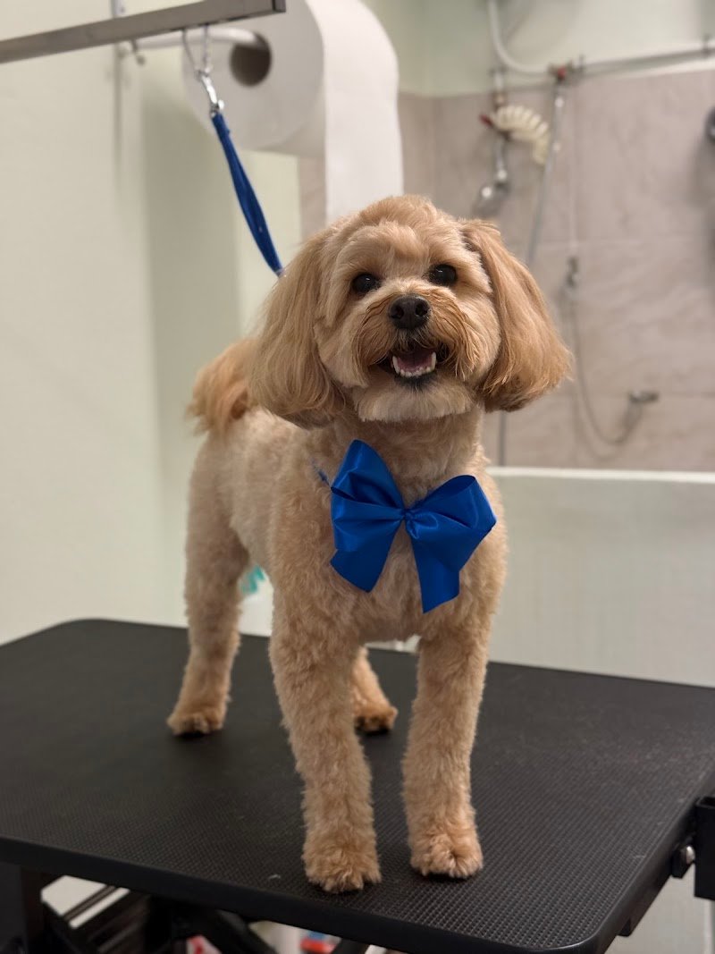 Samba Toelettatura - Foto 1