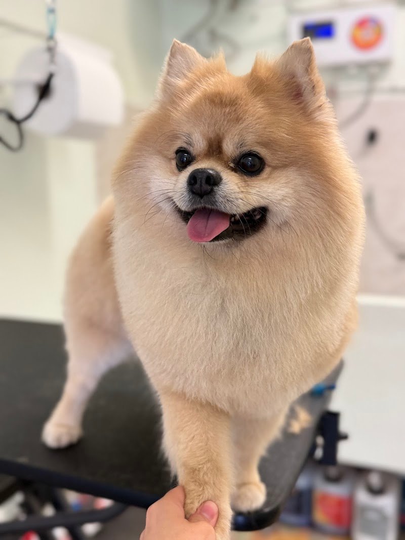 Samba Toelettatura - Foto 2