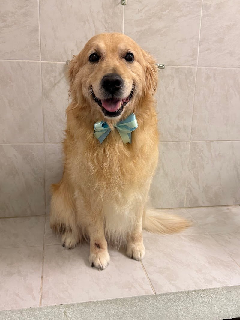 Samba Toelettatura - Foto 3