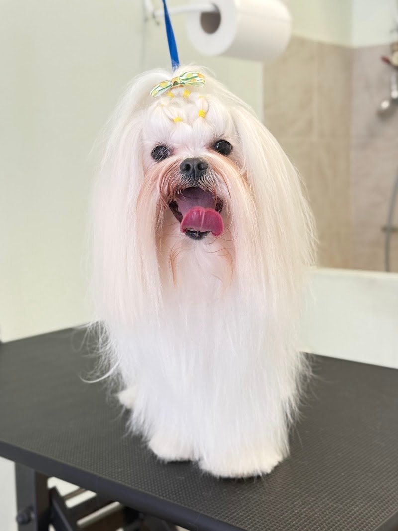 Samba Toelettatura - Foto 4