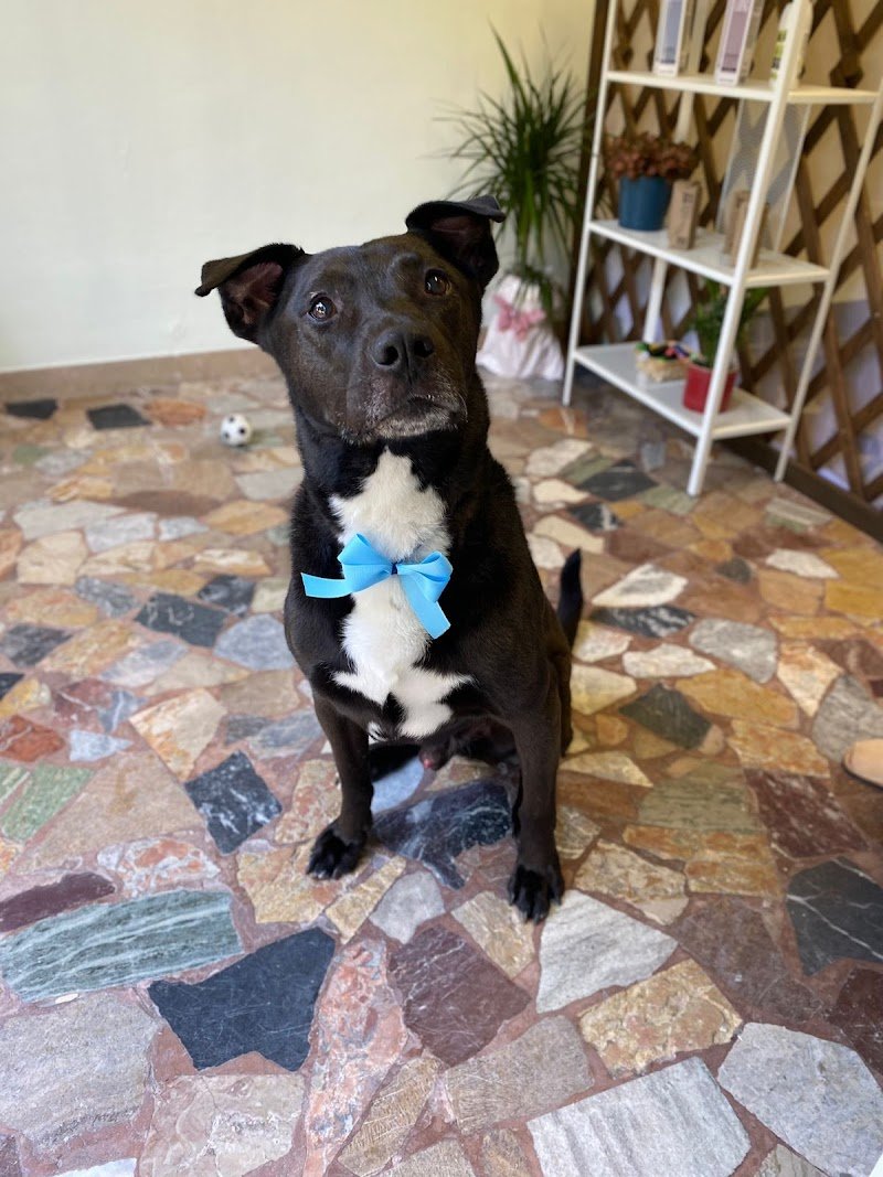 Samba Toelettatura - Foto 5