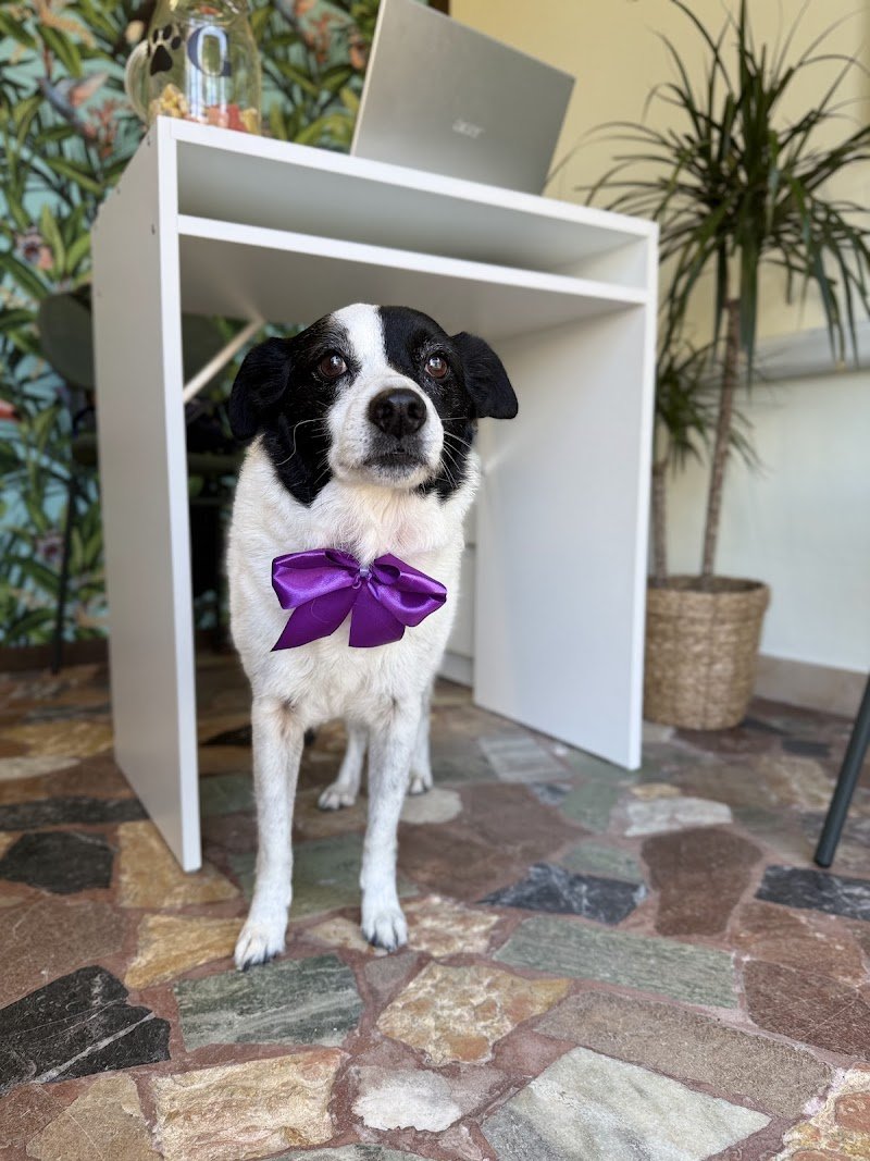 Samba Toelettatura - Foto 6