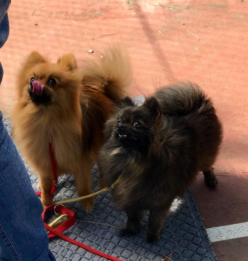 SANI E BELLI di Agnese Sasso - Foto 2