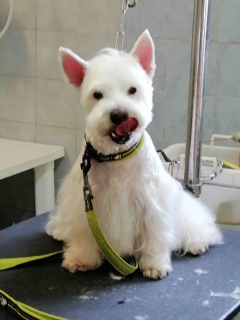 SANI E BELLI di Agnese Sasso - Foto 4