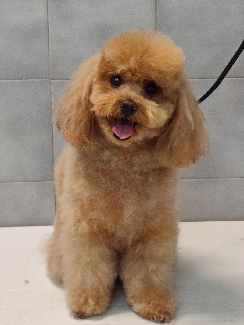 SANI E BELLI di Agnese Sasso - Foto 1