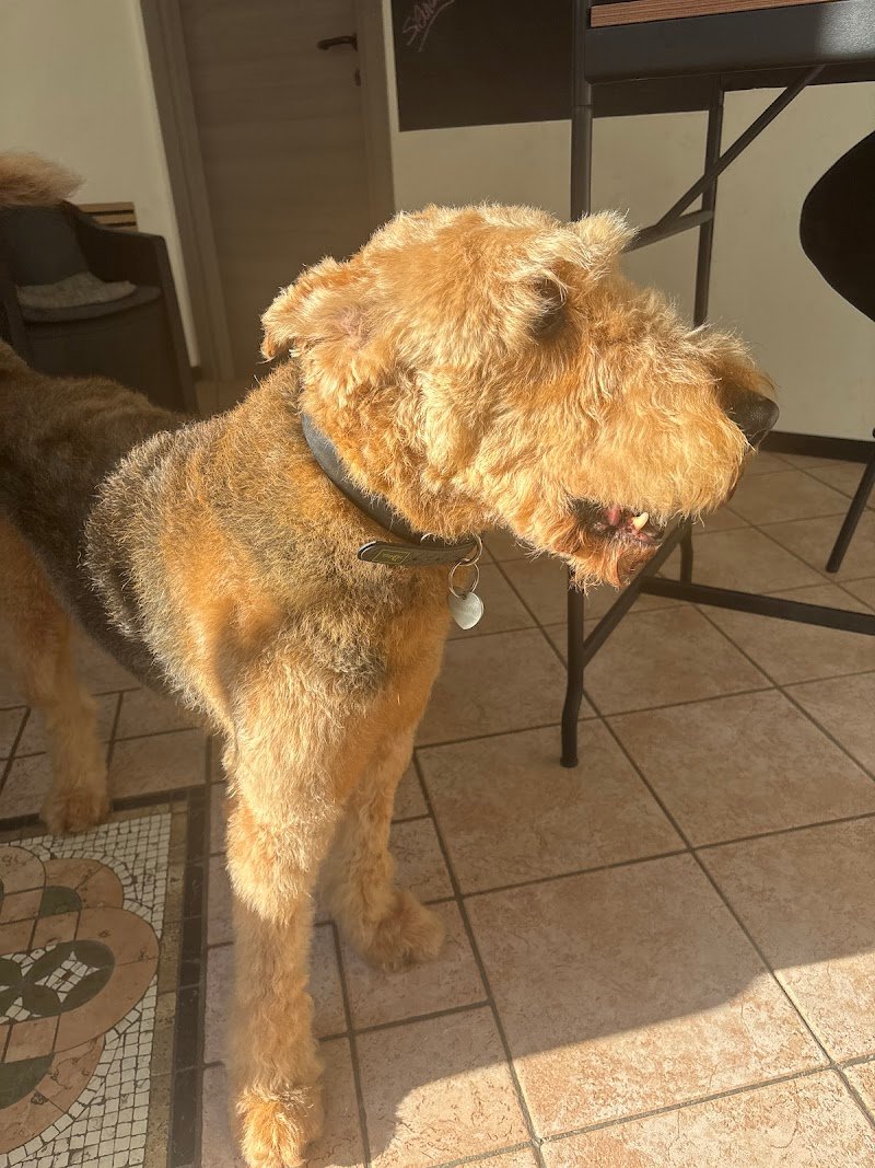 Sansa's Dog Toelettatura - Foto 2