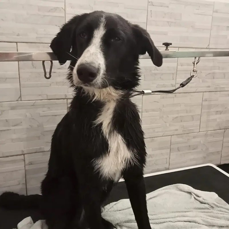 Sansa's Dog Toelettatura - Foto 3