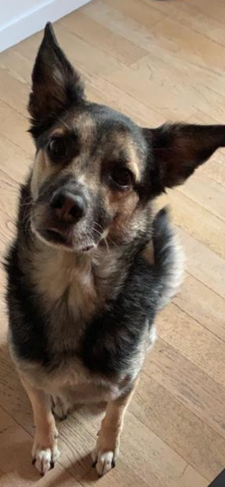 Sansa's Dog Toelettatura - Foto 4